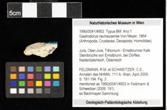 Foto (Objekt + Etiketten) von Gastrodorus neuhausense (Von Meyer, 1864) 